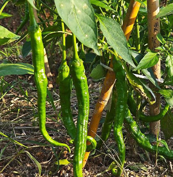 辣椒汅api免费最新版