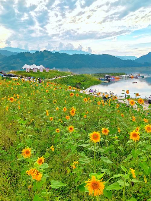花海直播在线观看