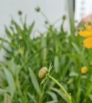 野花视频手机版免费观看完整版