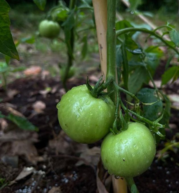 榴莲秋葵向日葵丝瓜黄瓜旧版