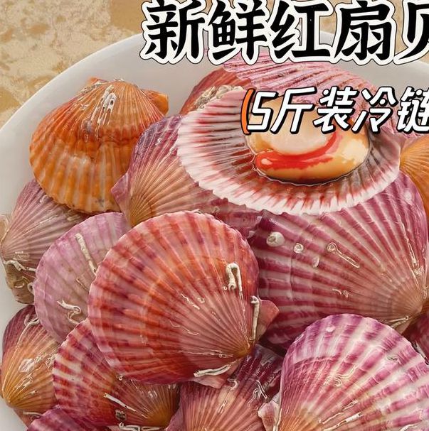 女人扇贝视频在线观看