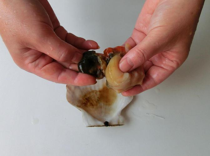 女人扇贝视频在线观看