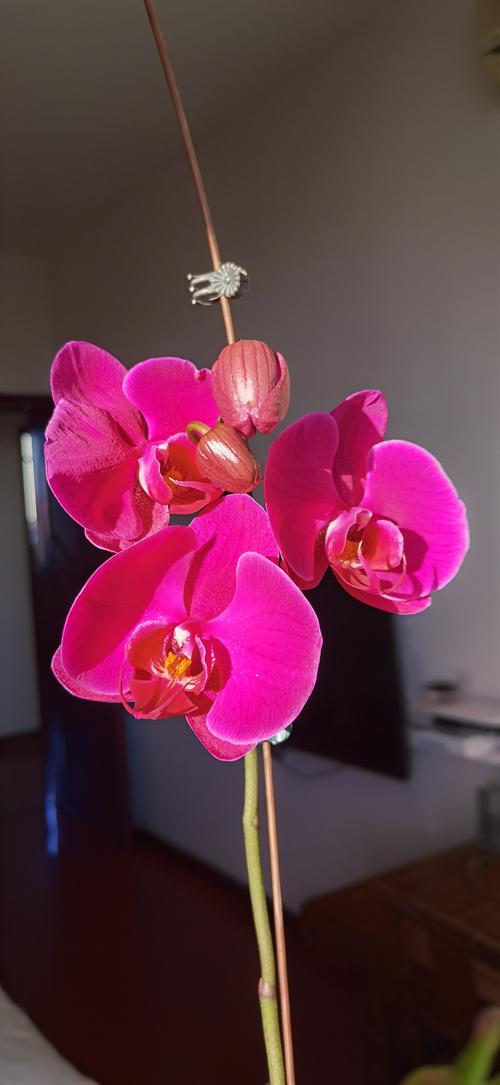 花缘app最新版本