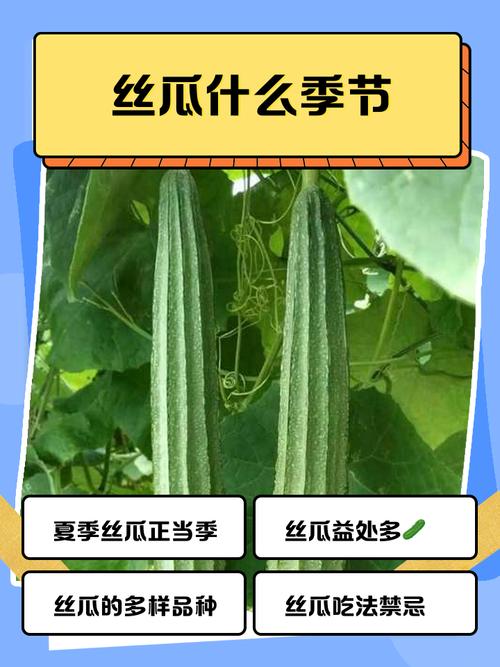 榴莲芭乐秋葵丝瓜(幸福宝)