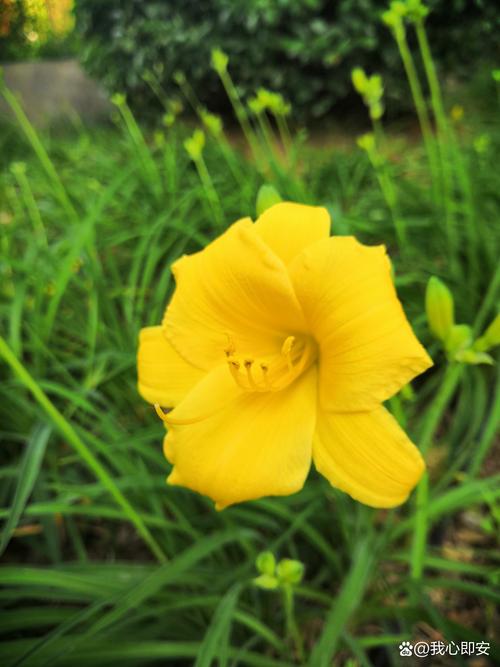 忘忧草正能量视频