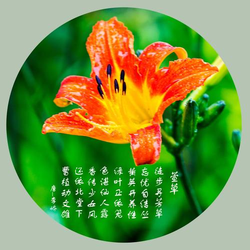 忘忧草正能量视频