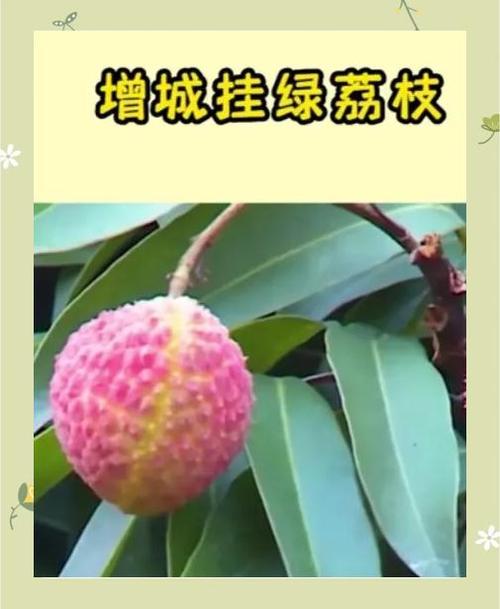 绿巨人荔枝直播新版