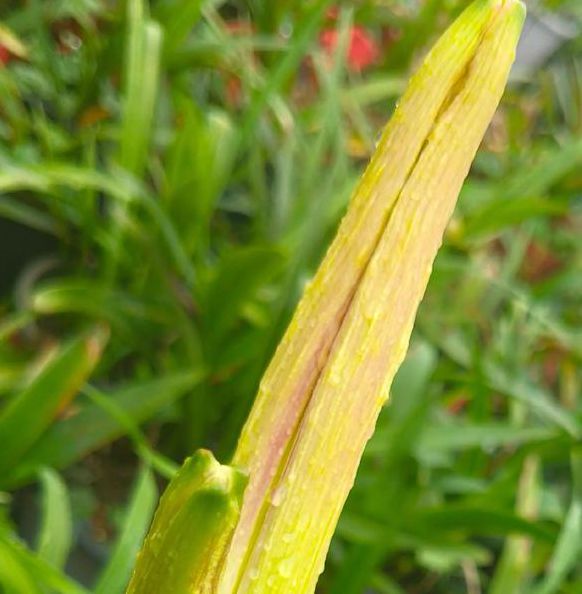 忘忧草中文字幕