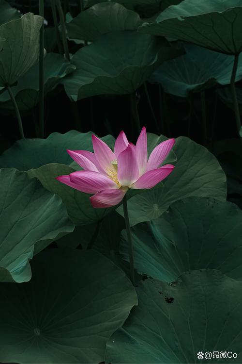 秋水一色app官网