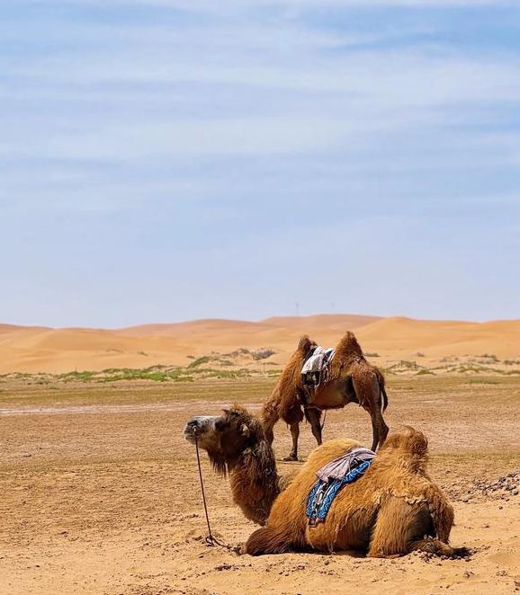 阿拉善1对7完整视频