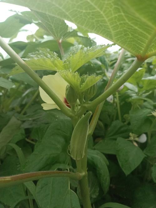 秋葵视频绿巨人视频黄瓜视频