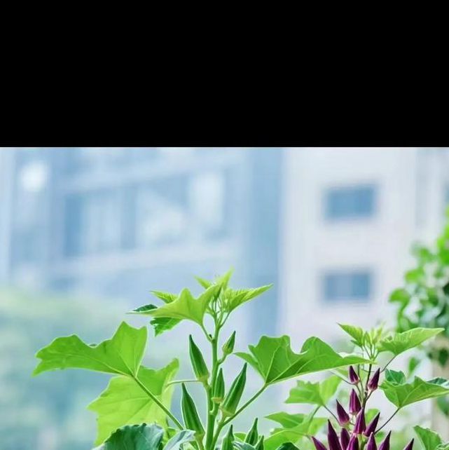 秋葵视频绿巨人视频黄瓜视频