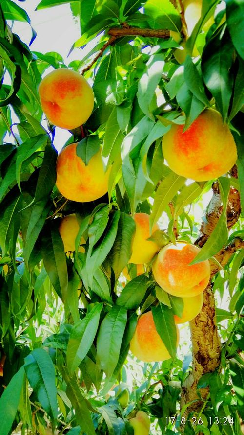 桃缘公园畅聊版