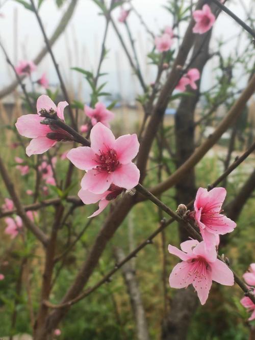 桃缘公园畅聊版