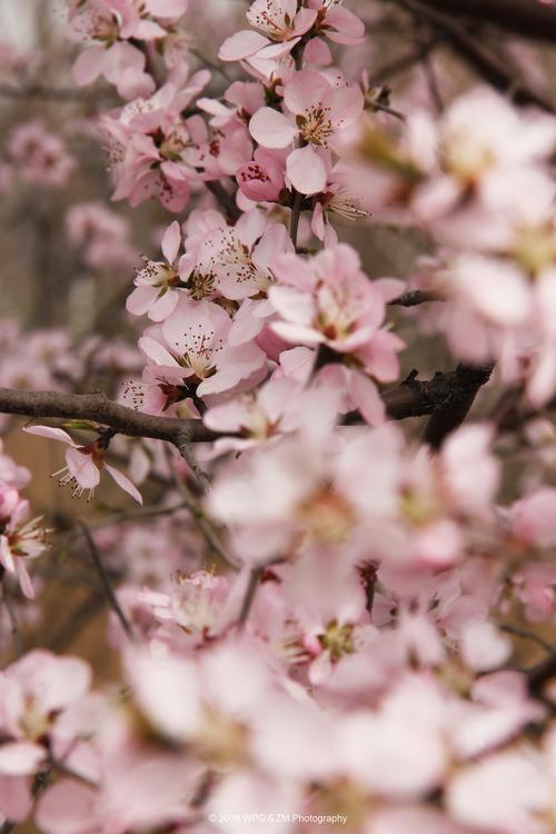 桃缘公园畅聊版