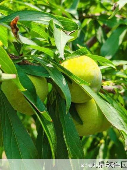 秋葵 茄子 丝瓜 香草 榴莲绿巨人