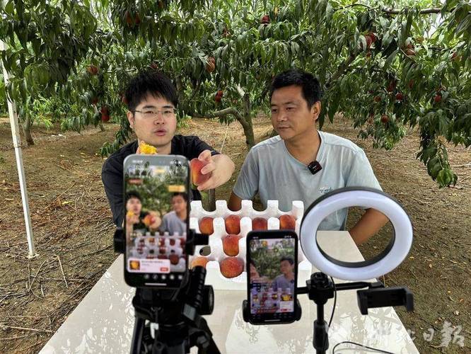 黄桃直播无限版