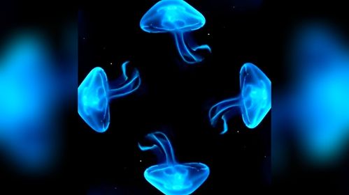 水母视频软件下载