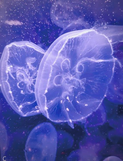 水母视频软件下载