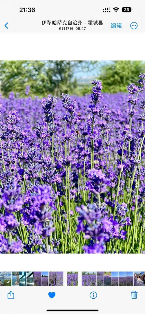 薰衣草研究所免费进入在线网址