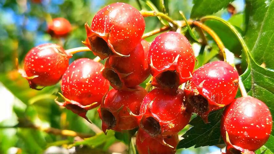 山楂视频在线播放