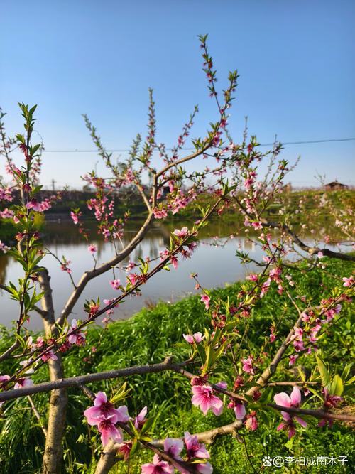 桃花社区在线观看免费观看