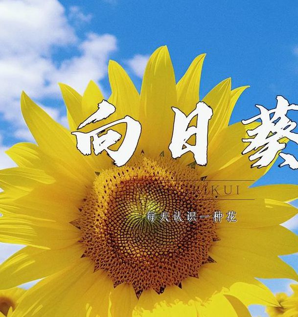 旧版向日葵下载汅免费