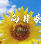 旧版向日葵下载汅免费