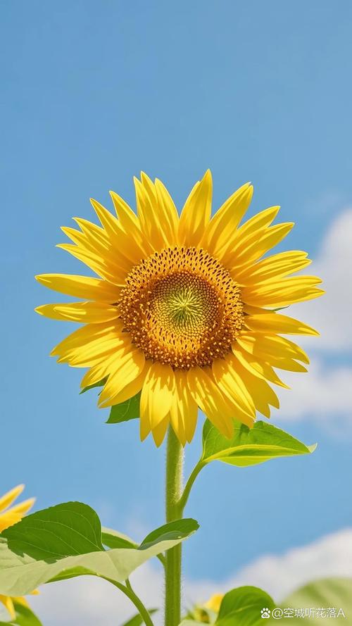 旧版向日葵下载汅免费