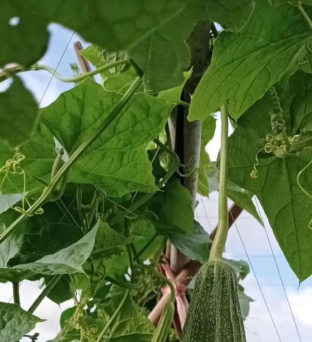 丝瓜黄瓜甜瓜绿巨人免费版