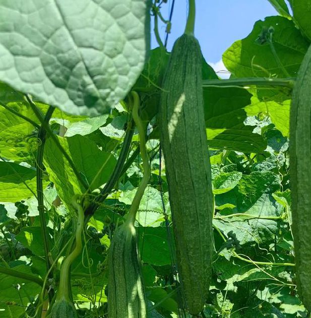 丝瓜黄瓜甜瓜绿巨人免费版