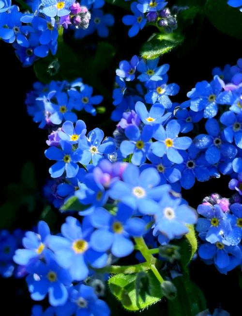 勿忘我在线视频免费观看