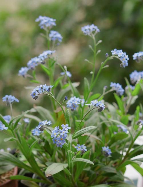 勿忘我在线视频免费观看