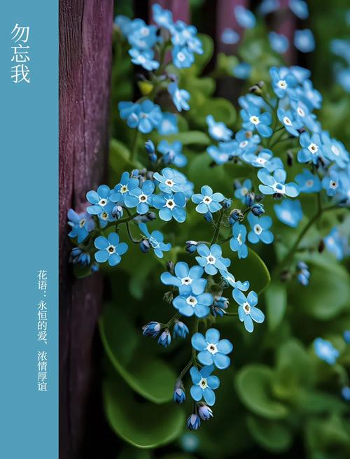 勿忘我在线视频免费观看