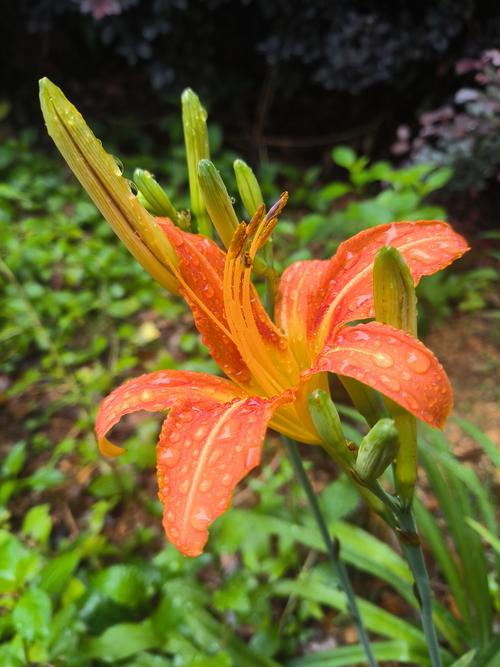 日本忘忧草在线