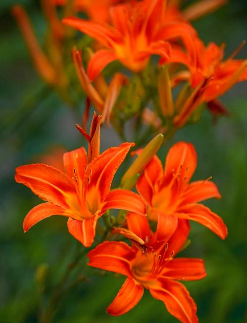 日本忘忧草在线