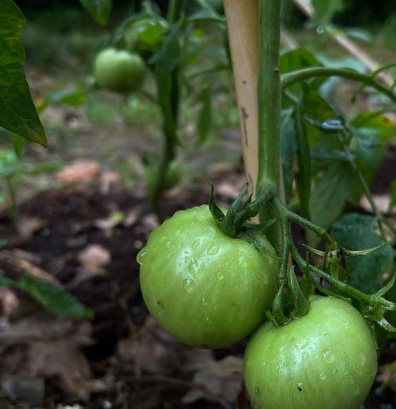 黄瓜丝瓜草莓秋葵绿巨人大全