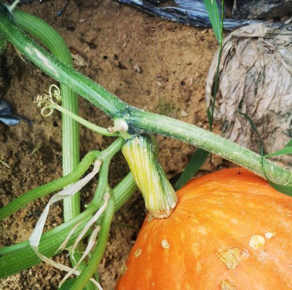 106677南瓜视频3.2.5安卓版