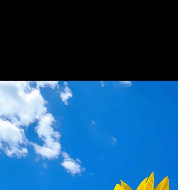 xrk1_3_0ark向日葵站长推荐免费版