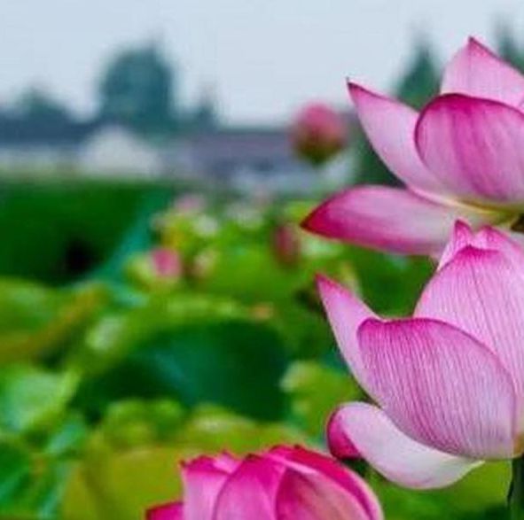 千层浪深夜解放自己无限看