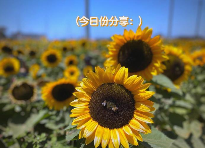 草莓榴莲向日葵入口