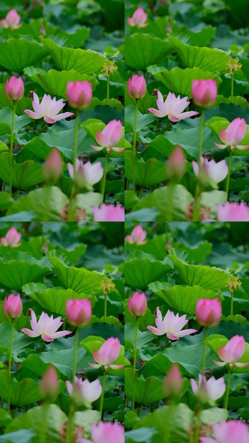 荷花视频在线网站播放