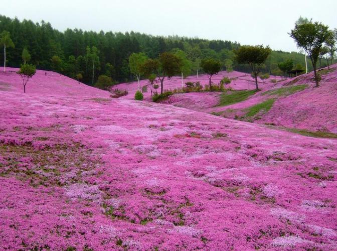 樱花草在线观看高清免费视频
