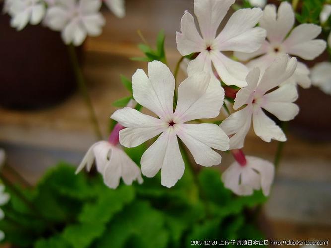 樱花草在线观看高清免费视频