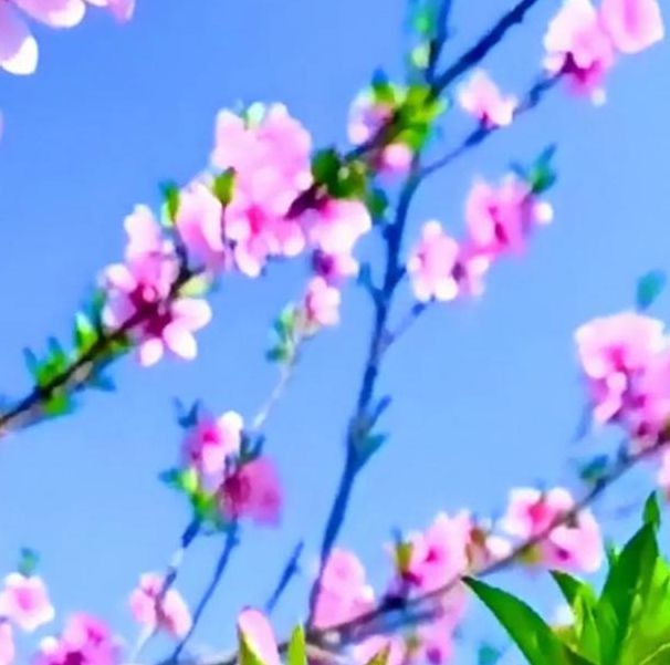 桃花视频免费观看在线播放1