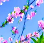 桃花视频免费观看在线播放1