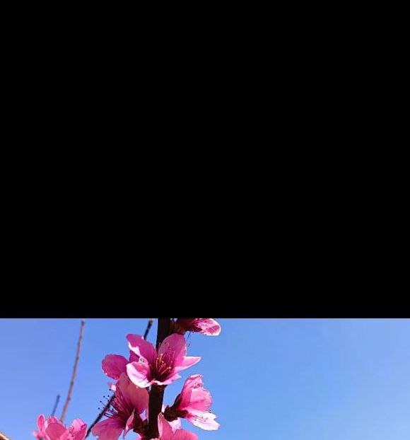 桃花视频免费观看在线播放1