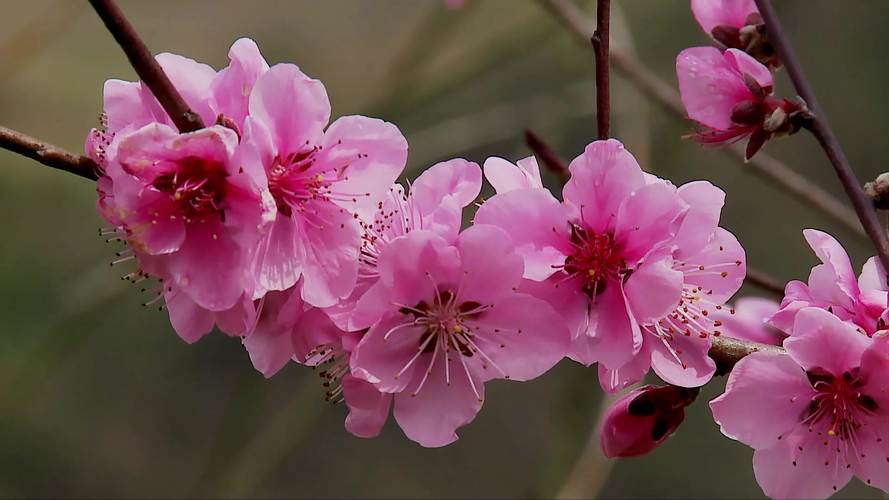 桃花视频免费观看在线播放1