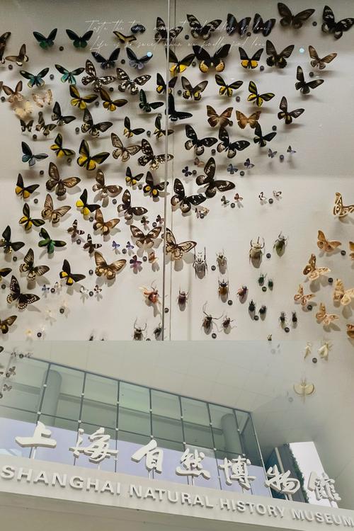 蝴蝶影院体验区