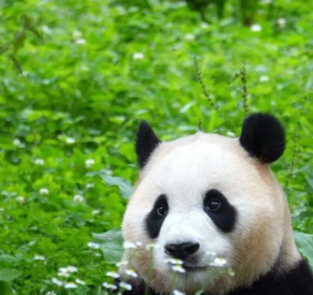 熊猫视频安卓版